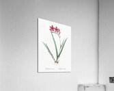 Gladiolus cardinalis illustration  Acrylic Print