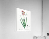 Blackberry Lily illustration  Acrylic Print