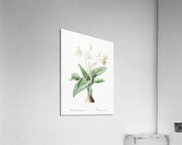 Crinum giganteum illustration  Acrylic Print