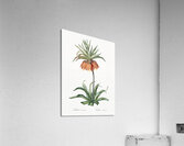 Fritillaries illustration  Acrylic Print