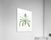 Portuguese squill illustration  Acrylic Print