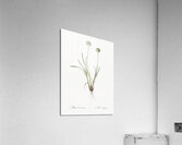 Allium carolinianum illustration  Acrylic Print
