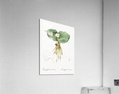 Sand ginger illustration  Acrylic Print