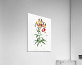 Turban lily illustration  Acrylic Print
