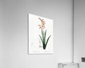 Antholyza aethiopica illustration  Acrylic Print