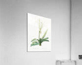 Pancratium littorale illustration  Acrylic Print