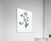 Commelina tuberosa illustration  Acrylic Print