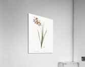 Ixia tricolor illustration  Acrylic Print