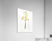 Lilium pyrenaicum illustration  Acrylic Print