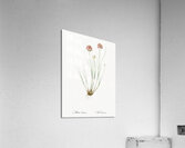 Allium globosum illustration  Acrylic Print