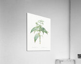 Commelina zanonia illustration  Acrylic Print