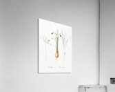 Iris Persica illustration  Acrylic Print