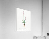 Scilla obtusifolia illustration  Acrylic Print