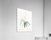 Phalangium elatum illustration  Acrylic Print
