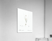 Allium obtusiflorum illustration  Acrylic Print