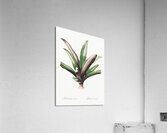 Boat lily illustration  Acrylic Print