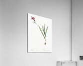 Gladiolus mucronatus illustration  Acrylic Print