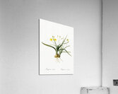 Gladiolus mucronatus illustration  Acrylic Print