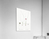 Crocus leaved romulea Ixia bulbocodium illustration  Acrylic Print