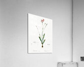 Gladiolus junceus illustration  Acrylic Print