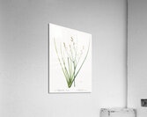 Asphodelus fistulosus illustration  Acrylic Print