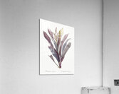 Cordyline fruticosa illustration  Impression acrylique