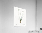 Cordyline fruticosa illustration  Acrylic Print