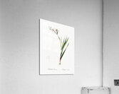 Gladiolus illustration  Acrylic Print