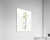 Madonna lily illustration  Acrylic Print