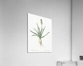 Muscari ambrosiacum illustration  Acrylic Print