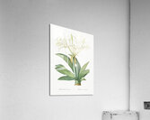 Pancratium speciosum illustration  Acrylic Print