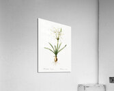 Streambank spiderlily Pancratium disciforme illustration  Acrylic Print