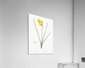 Narcissus odorus illustration  Acrylic Print