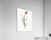 Ixia hyalina illustration  Acrylic Print