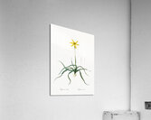 Hypoxis stellata illustration  Acrylic Print