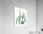 Pregnant onion illustration  Acrylic Print