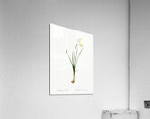 Narcissus calathinus illustration  Acrylic Print