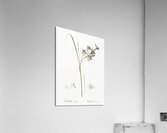 Gladiolus ringens illustration  Acrylic Print
