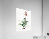 Veltheimia capensis illustration  Acrylic Print