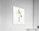 Uvularia perfoliata illustration  Acrylic Print