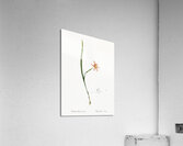 Diasia graminifolia illustration  Acrylic Print