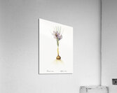 Crocus sativus illustration  Acrylic Print