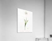 Ixia maculata illustration  Acrylic Print