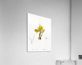 Crocus luteus illustration  Acrylic Print