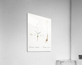 Leucoium trichophyllum illustration  Acrylic Print