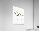 Erythronium Erythronium dens canis illustration  Acrylic Print
