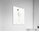 Chess flower illustration  Acrylic Print