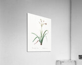 Crytanthus vittatus illustration  Acrylic Print