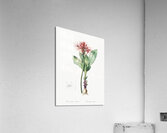 Blood lily illustration  Acrylic Print