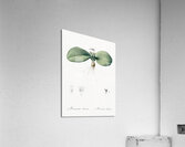 Massonia pustulata illustration  Acrylic Print